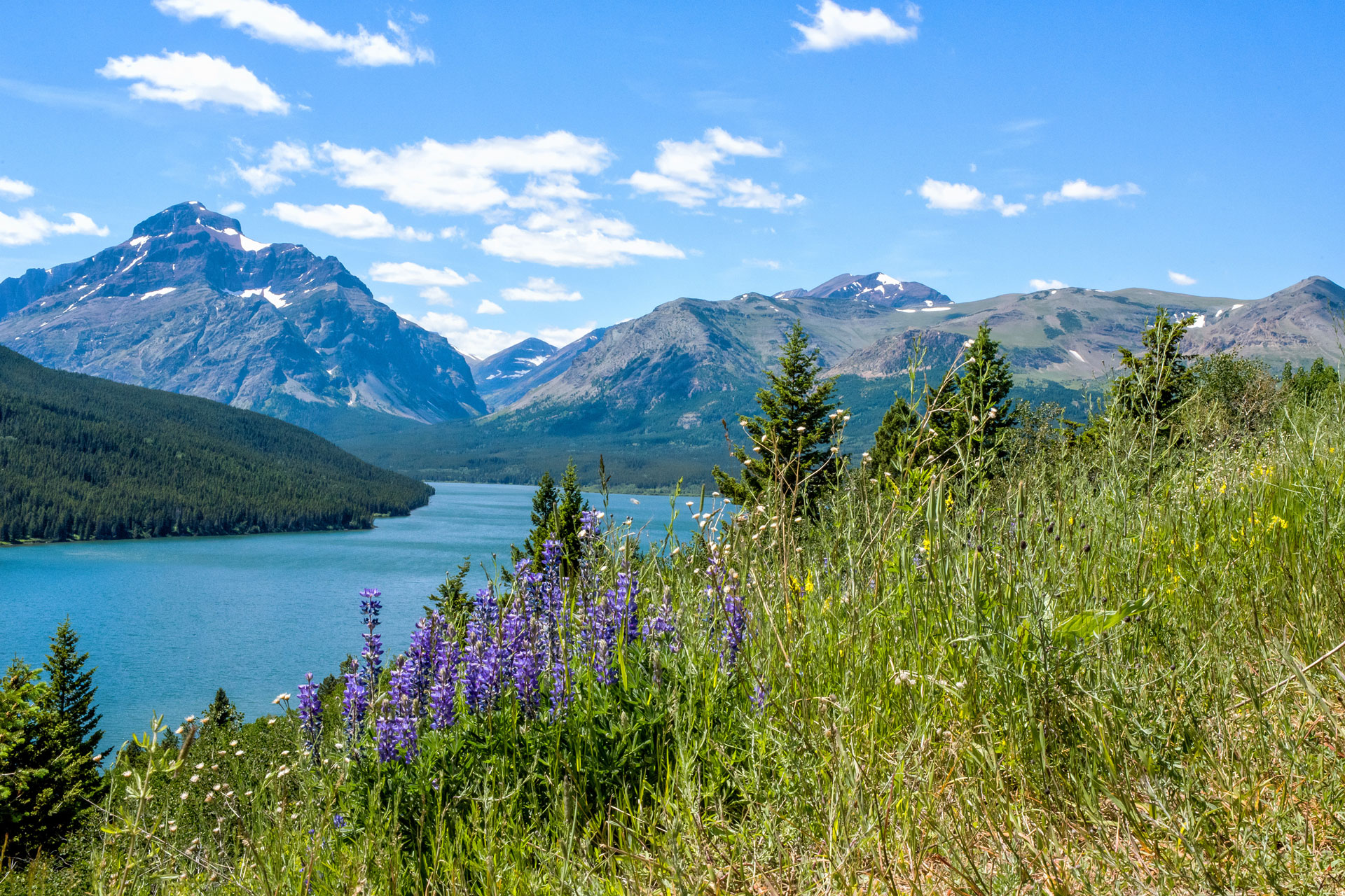 Lush wildflowers overlooking a tranquil lake in the Montana Healing Environment Lush wildflowers overlooking a tranquil lake in the Montana Healing Environment